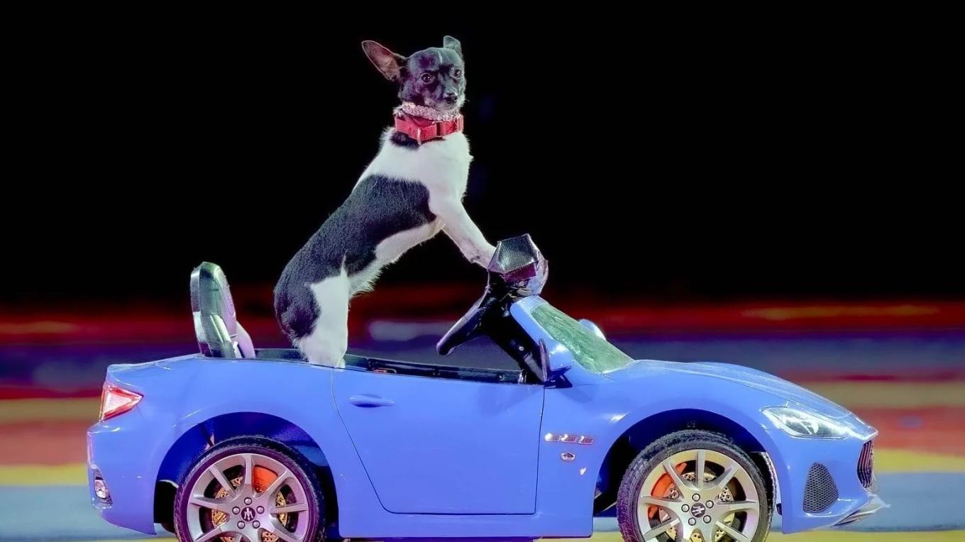 Puppy Pals Live!